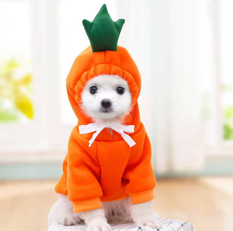 Small white dog wearing an orange carrot-style hooded costume