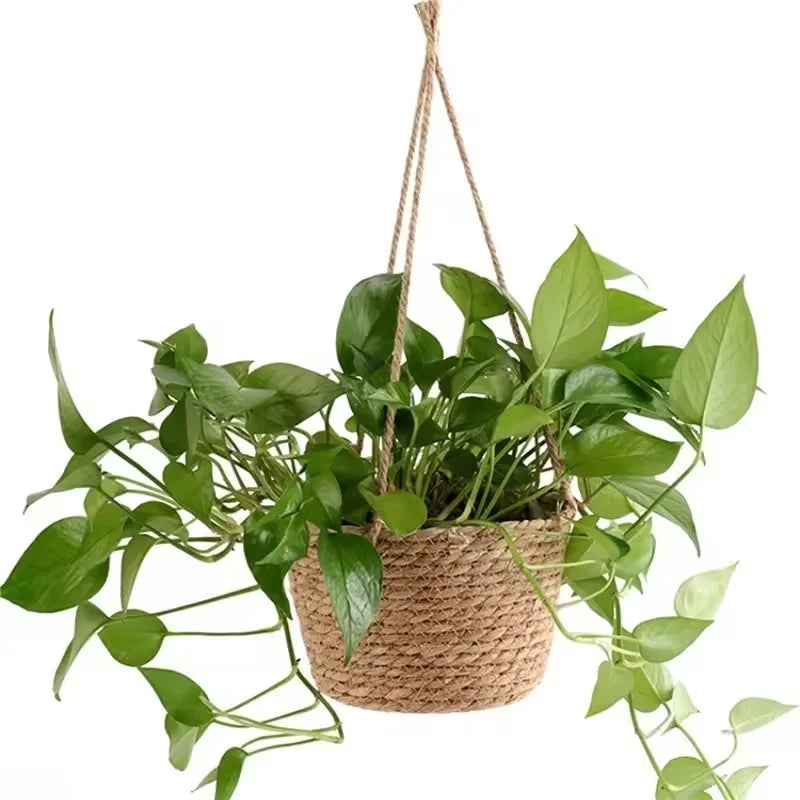 Made for trailing plants